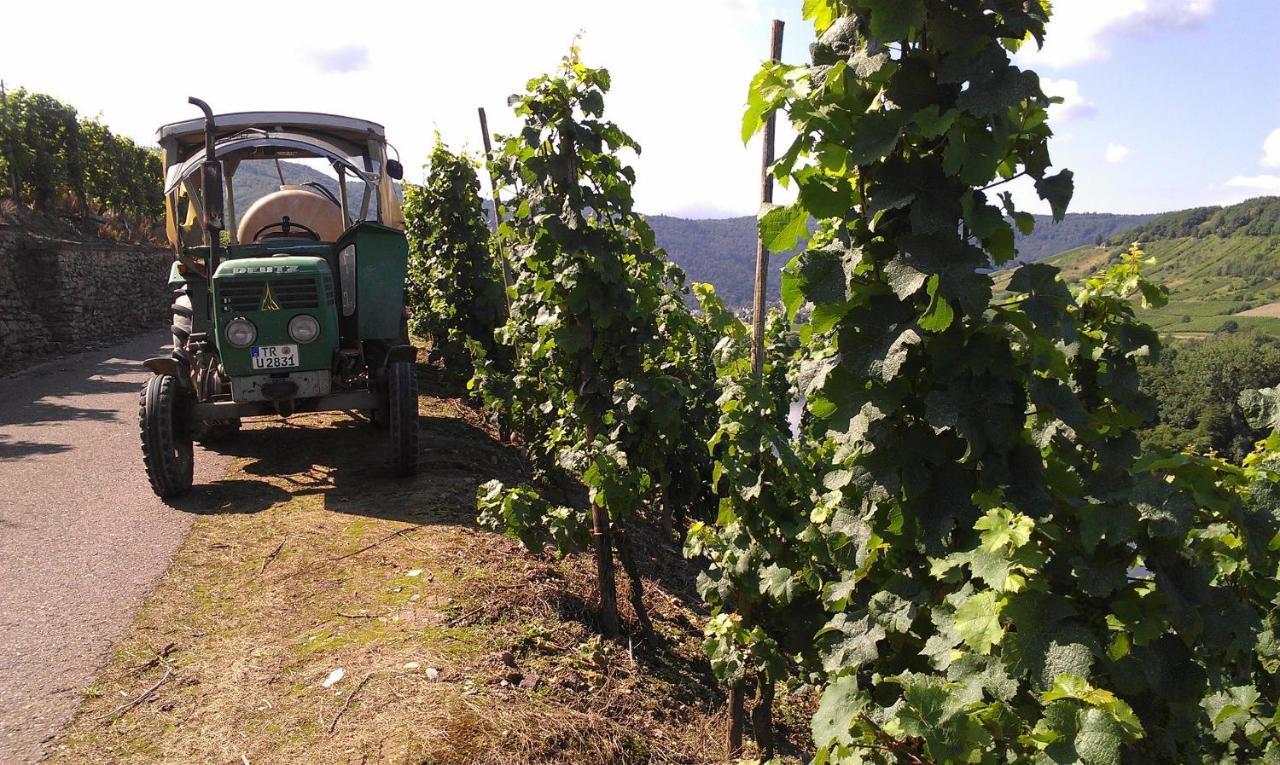 Ferienweingut Ulrike Thul Apartment Leiwen Ngoại thất bức ảnh
